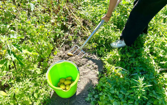 Glamping in der Orangerie - Photo 16